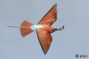 Photographic safari BOTSWANA TRIO- OKAVANGO DELTA- CHOBE NATIONAL PARK-ZAMBEZI RIVER Photographic safari BOTSWANA TRIO- OKAVANGO DELTA- CHOBE NATIONAL PARK-ZAMBEZI RIVER