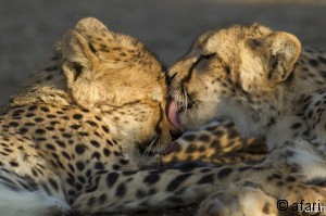 Photographic safari predator tour Mashatu - Mala Mala in Botswana, Africa Photographic safari predator tour Mashatu - Mala Mala in Botswana, Africa