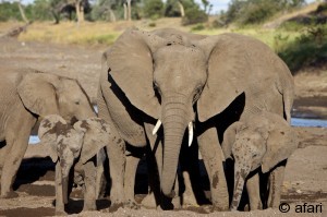 Photographic safari in Botswana - Mashatu Hide Photography Workshop, Africa
