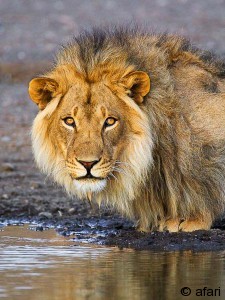 Photographic safari in Kenia - MASAI MARA Predator Tour, Africa Photographic safari in Kenia - MASAI MARA Predator Tour, Africa