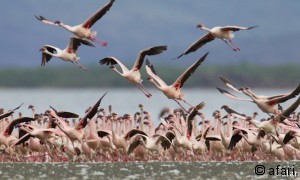 Photographic safari in Kenia - Amboseli- Lake Nakuru Nationalpark Amboseli - Lake Nakuru National Park Gentle Giants - Classic Africa Tour Photographic safari in Kenia - Amboseli- Lake Nakuru Nationalpark Amboseli - Lake Nakuru National Park Gentle Giants - Classic Africa Tour