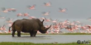 Photographic safari in Kenia - Great Kenyan Symphonie Amboseli - Nakuru - Masai Mara, Africa Photographic safari in Kenia - Great Kenyan Symphonie Amboseli - Nakuru - Masai Mara, Africa