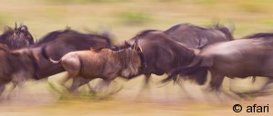 Photographic safari in Kenia - Masai Mara Migration, Africa Photographic safari in Kenia - Masai Mara Migration, Africa