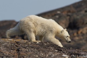 Photographic safari in Svalbard polar bear expedition Photographic safari in Svalbard polar bear expedition