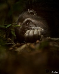 Photographic safari in Tanzania - Mahale mountains - africa