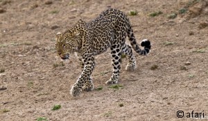Photographic safari in Zambia south Luangwa Wild Kaingo camp and hides, Africa Photographic safari in Zambia south Luangwa Wild Kaingo camp and hides, Africa