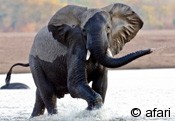 elefant_preview