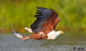 botswana_2